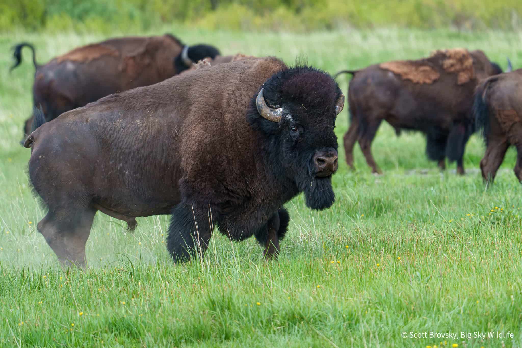 Big Boy. This bison bull came running into a group of other bison bulls, asserting his dominance when the rest of them scattered. From the Northern Range of Yellowstone.