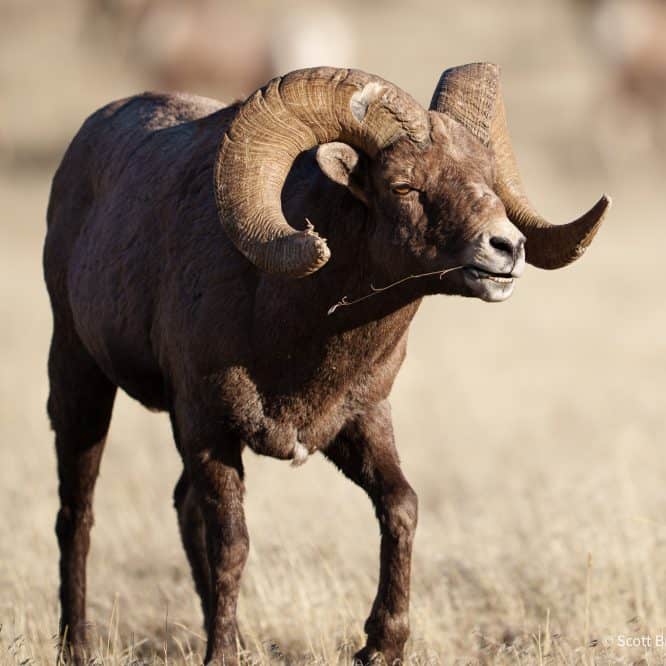 A battle hardened Bighorn Sheep ram from north of Gardiner, Montana.