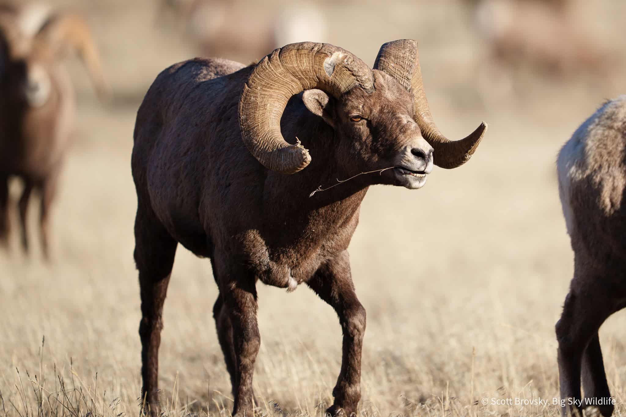 A battle hardened Bighorn Sheep ram from north of Gardiner, Montana.