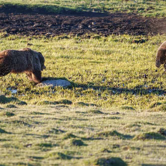 This 2 year old blonde grizzly cub got spooked by a bison bull coming over the ridge and took off at a full run. Notice how his mom stays between him and the perceived danger. From April 24th 2026 in the Northern Range of Yellowstone.