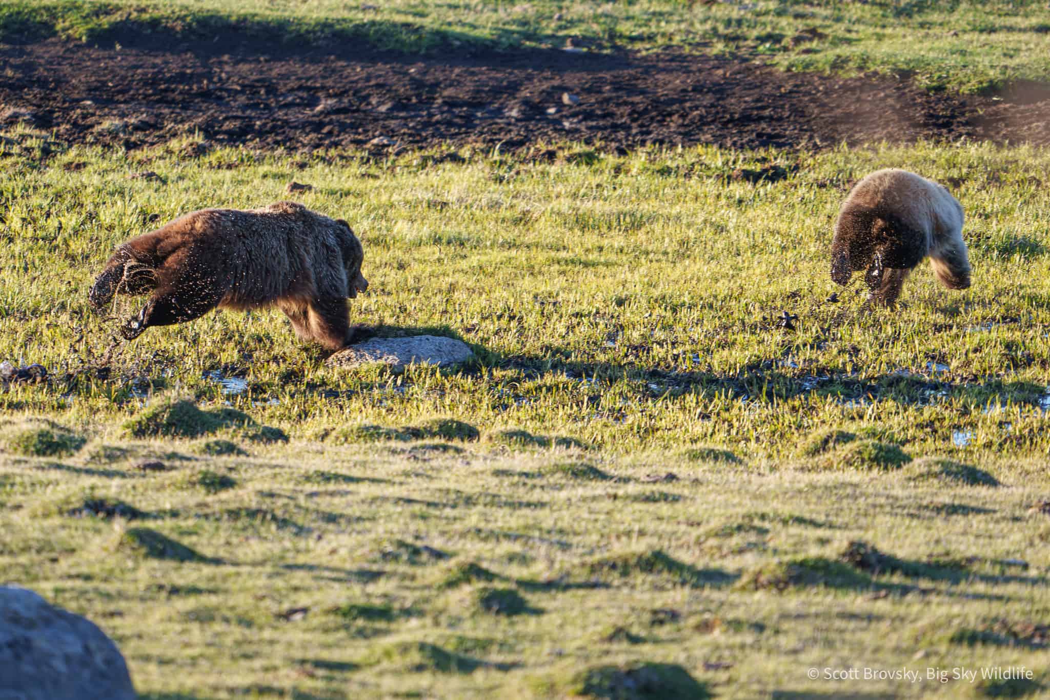 This 2 year old blonde grizzly cub got spooked by a bison bull coming over the ridge and took off at a full run. Notice how his mom stays between him and the perceived danger. From April 24th 2026 in the Northern Range of Yellowstone.