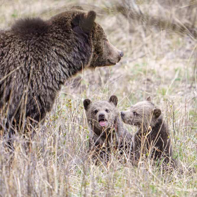 So great to see the grizzly known as the Phantom sow out with her 2 Cubs of the Year on Saturday. These are the first Coys seen in Yellowstone this year. I had seen them Friday night as well but it was too dark for photos.
