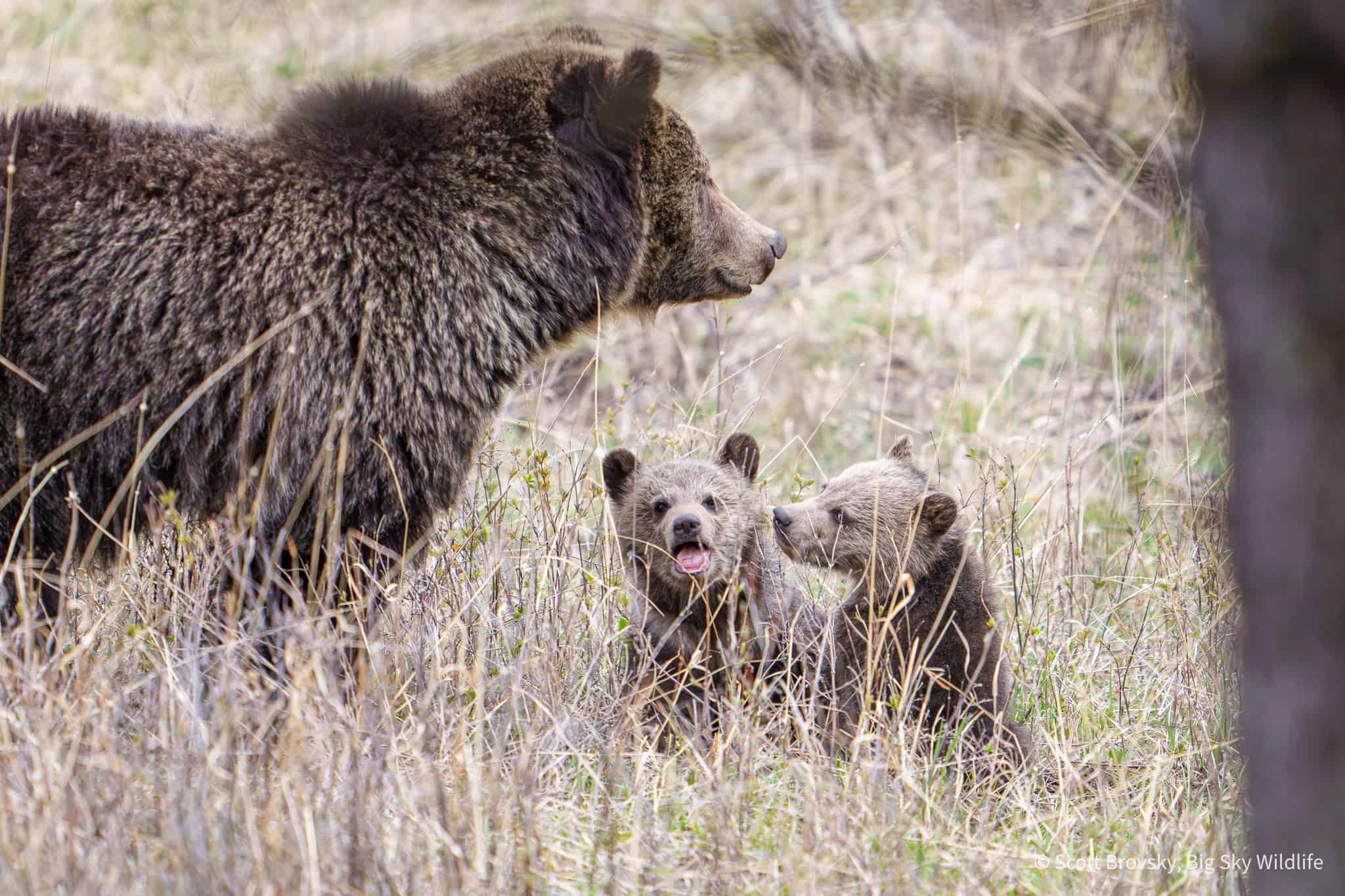 So great to see the grizzly known as the Phantom sow out with her 2 Cubs of the Year on Saturday. These are the first Coys seen in Yellowstone this year. I had seen them Friday night as well but it was too dark for photos.