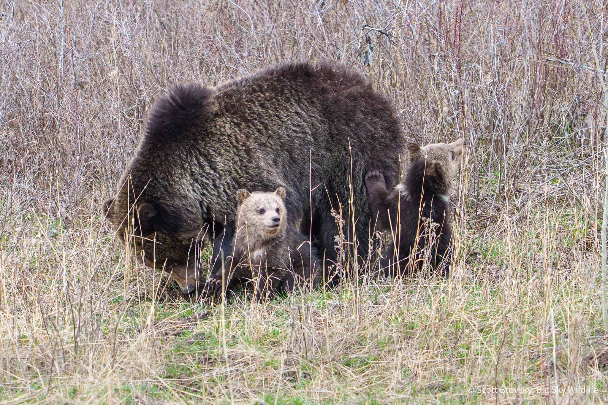 So great to see the grizzly known as the Phantom sow out with her 2 Cubs of the Year on Saturday. These are the first Coys seen in Yellowstone this year. I had seen them Friday night as well but it was too dark for photos.