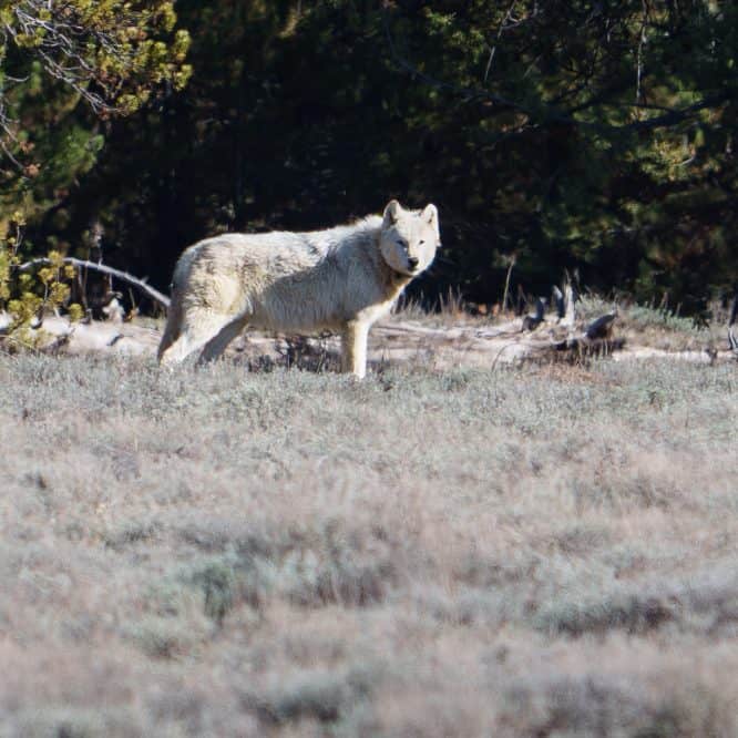 The hopefully pregnant white alpha female of the Wapati wolf pack. From April 19th 2026 in Yellowstone. Photo by Scott Brovsky, Big Sky Wildlife