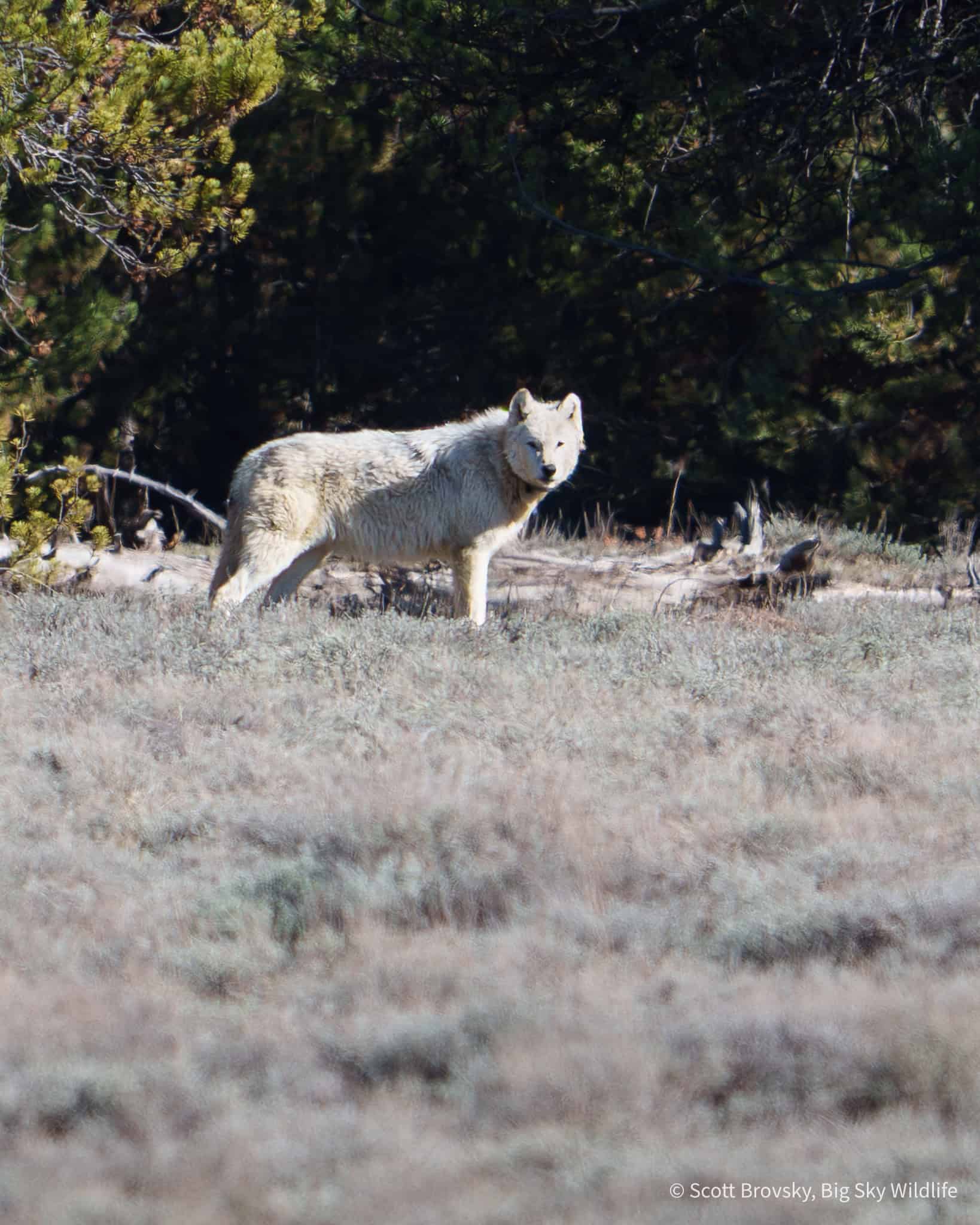 The hopefully pregnant white alpha female of the Wapati wolf pack. From April 19th 2026 in Yellowstone. Photo by Scott Brovsky, Big Sky Wildlife