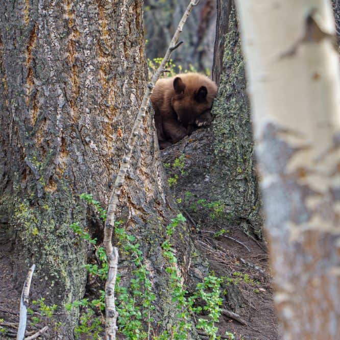 It was nap time for this 1 year old cinnamon black bear cub in the Northern Range of Yellowstone. From May 15th 2026. Photo by Scott Brovsky