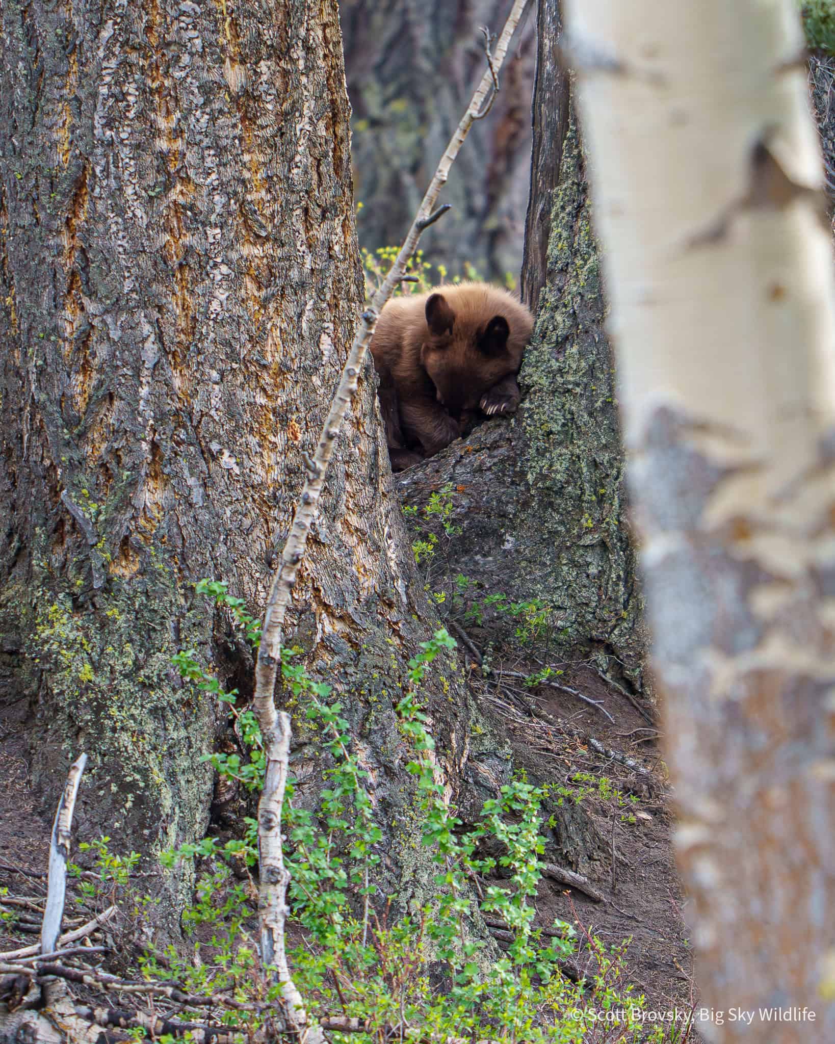 It was nap time for this 1 year old cinnamon black bear cub in the Northern Range of Yellowstone. From May 15th 2026. Photo by Scott Brovsky