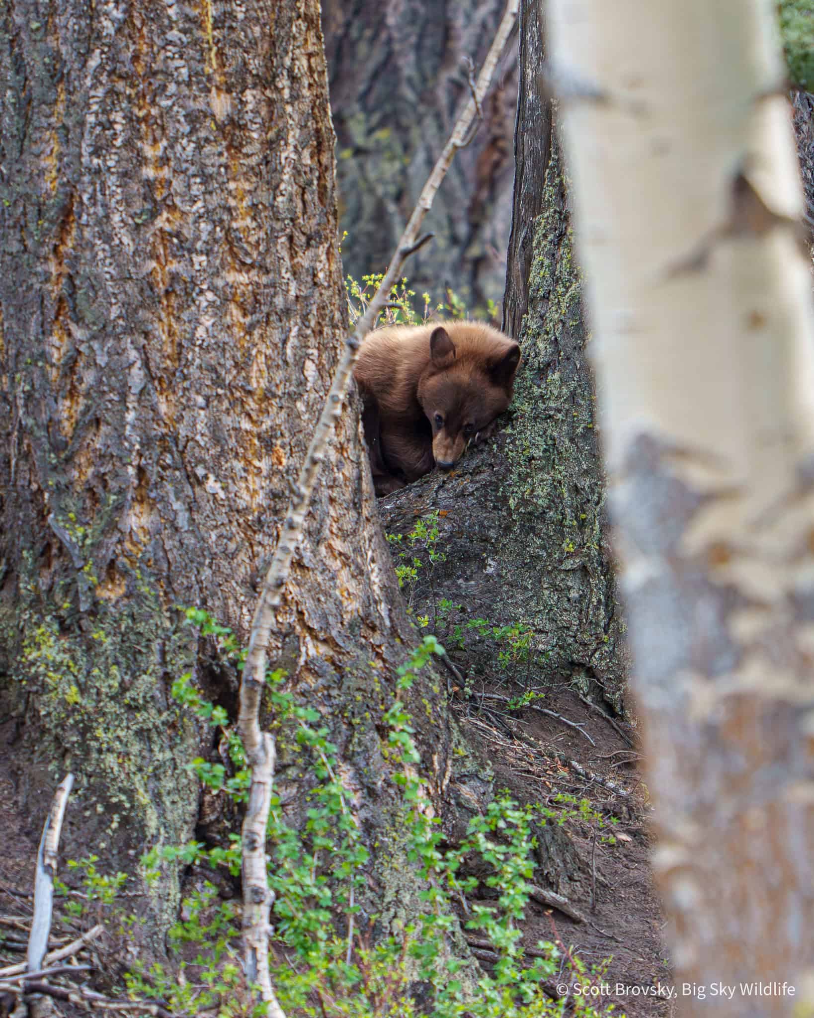 It was nap time for this 1 year old cinnamon black bear cub in the Northern Range of Yellowstone. From May 15th 2026. Photo by Scott Brovsky