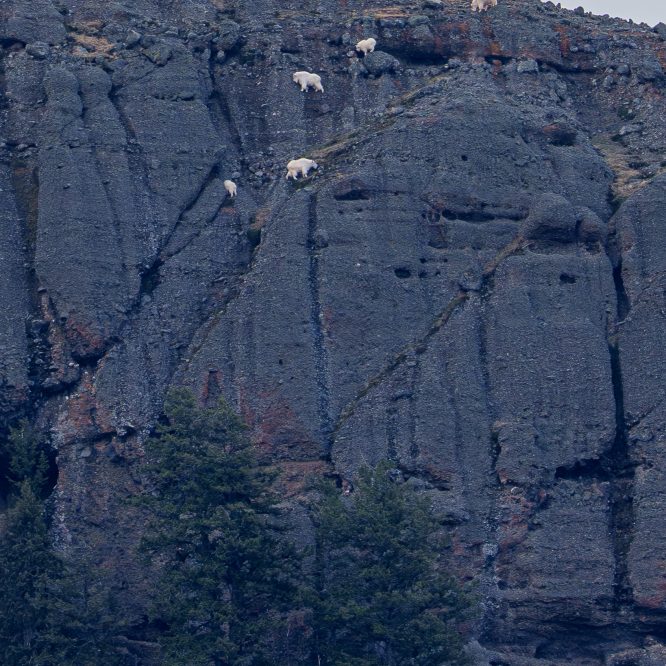 It’s always amazing watching mountain goats navigate sheer cliff walls in Yellowstone. Photo by Scott Brovsky
