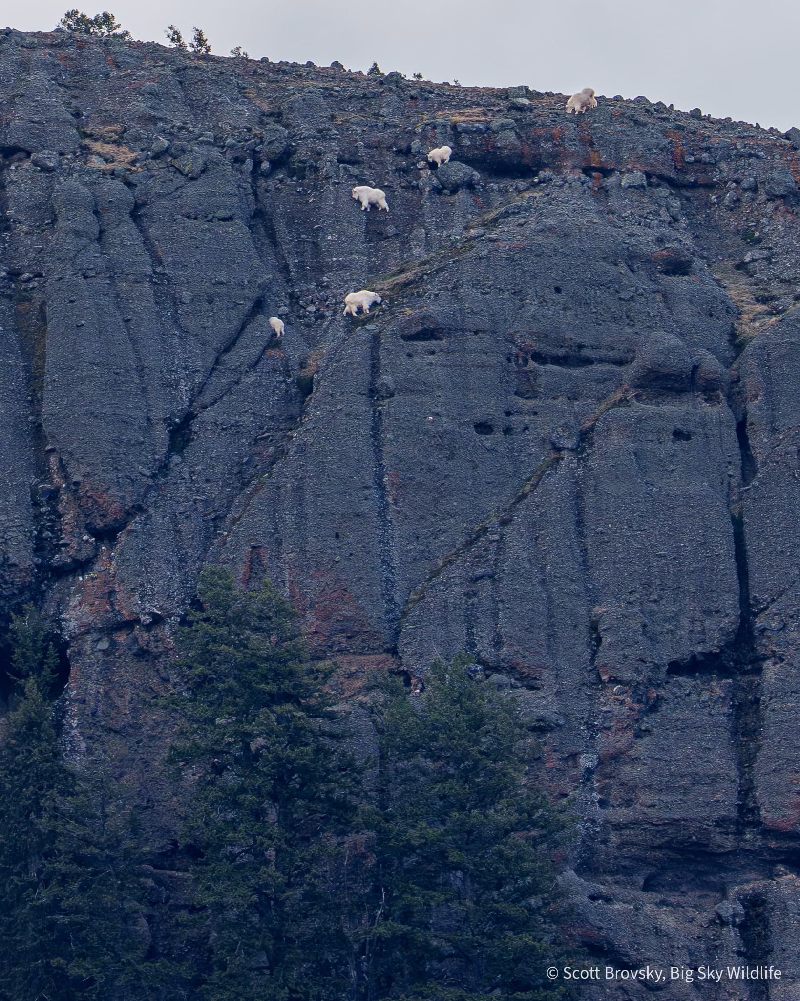 It’s always amazing watching mountain goats navigate sheer cliff walls in Yellowstone. Photo by Scott Brovsky