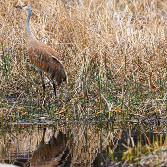 A Sandhill Crane colt in the reeds with one of its parents. From May 22nd 2026 in Yellowstone.