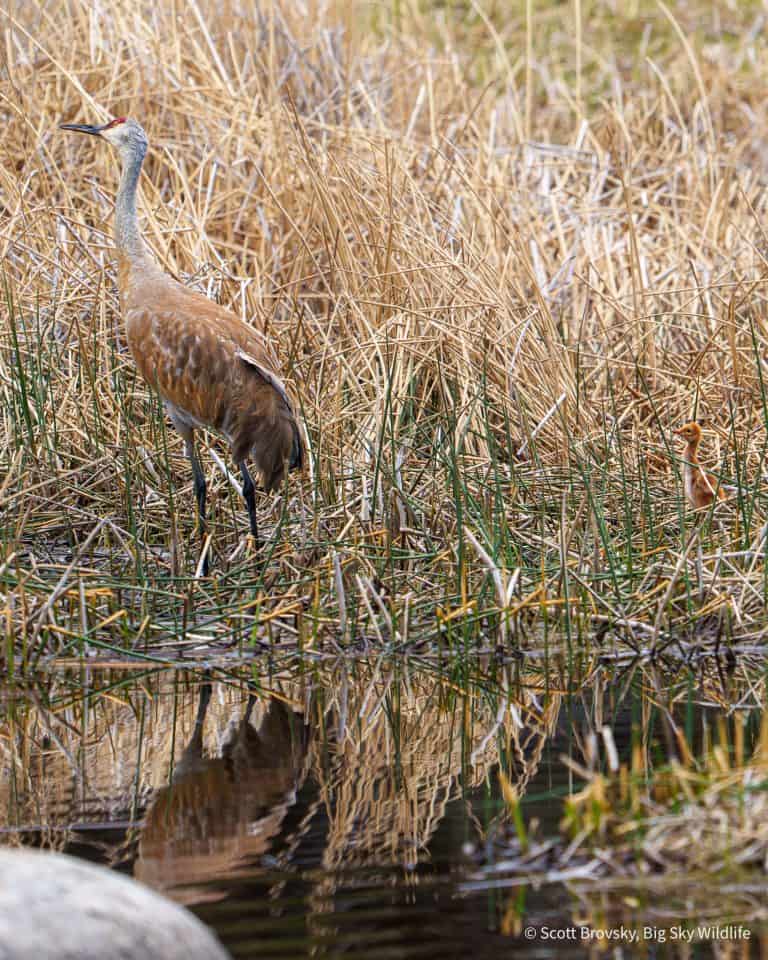 A Sandhill Crane colt in the reeds with one of its parents. From May 22nd 2026 in Yellowstone.