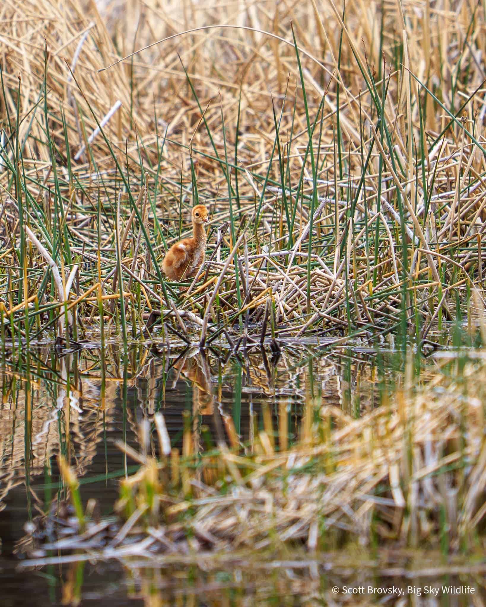 A Sandhill Crane colt in the reeds. From May 22nd 2026 in Yellowstone.