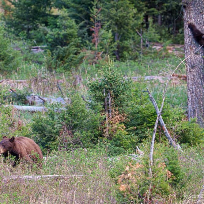 This larger black bear boar (with his tongue out) scared a smaller black bear up a tree. When the larger bear walked away, the smaller bear climbed down. From May 2026 in Yellowstone.