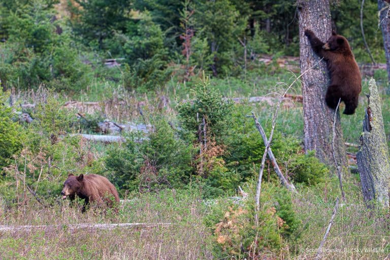 This larger black bear boar (with his tongue out) scared a smaller black bear up a tree. When the larger bear walked away, the smaller bear climbed down. From May 2026 in Yellowstone.