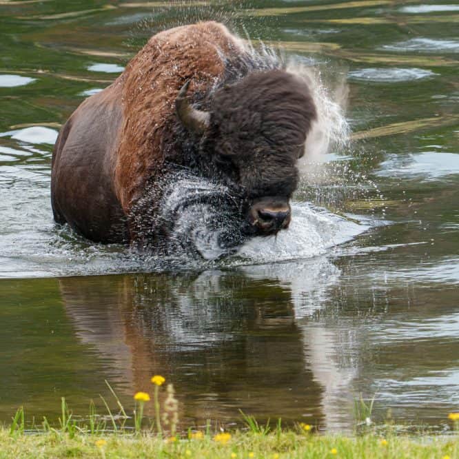 A large Bison bull shakes it off after swimming the Yellowstone River in the summer heat.