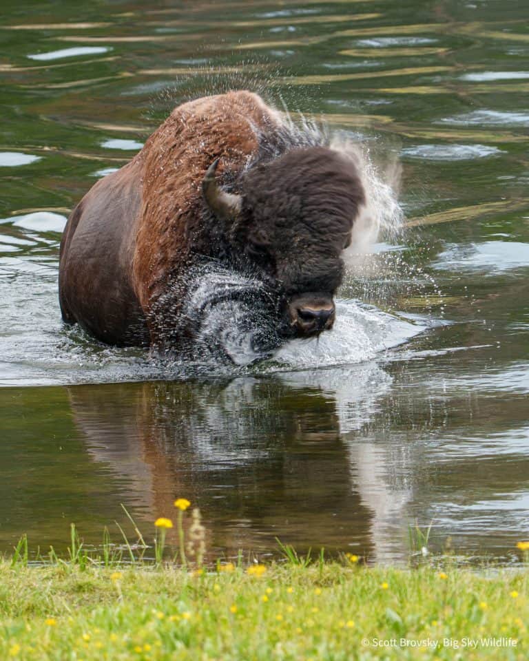 A large Bison bull shakes it off after swimming the Yellowstone River in the summer heat.