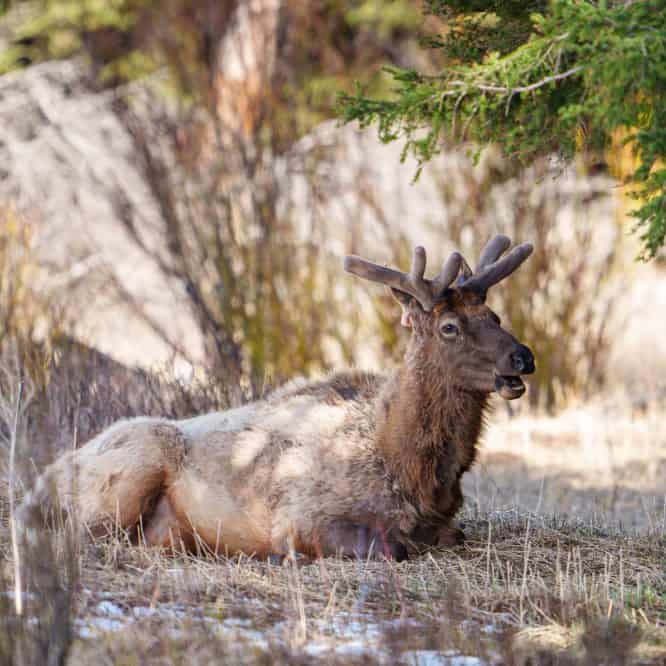 Bull Elk #24 rests in April as he starts to regrow his rack. He is famous for bringing his elk cow harem into Mammoth during the fall rut in Yellowstone.