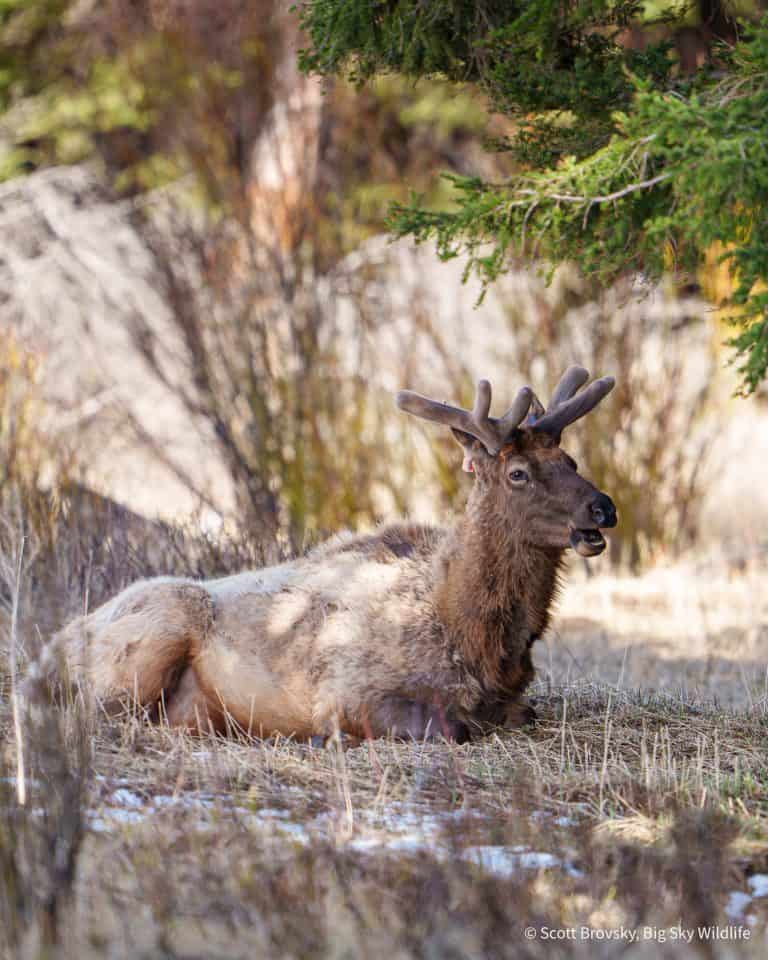 Bull Elk #24 rests in April as he starts to regrow his rack. He is famous for bringing his elk cow harem into Mammoth during the fall rut in Yellowstone.
