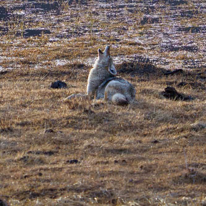 A coyote does a lying down howl at sunset in Yellowstone.