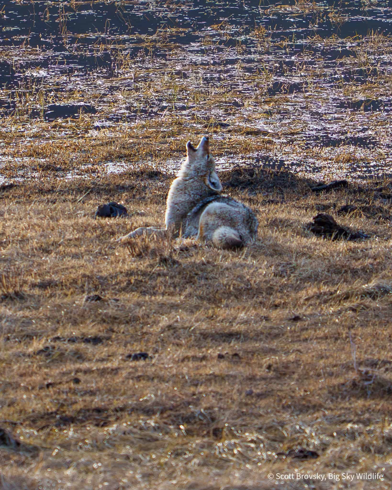 A coyote does a lying down howl at sunset in Yellowstone.