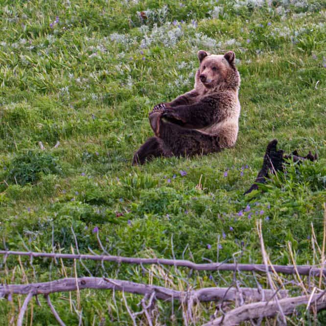 This male grizzly sub adult did some bear yoga after feeding on an elk calf that he killed. From Yellowstone after sunset on June 11th 2026. Photo by Scott Brovsky