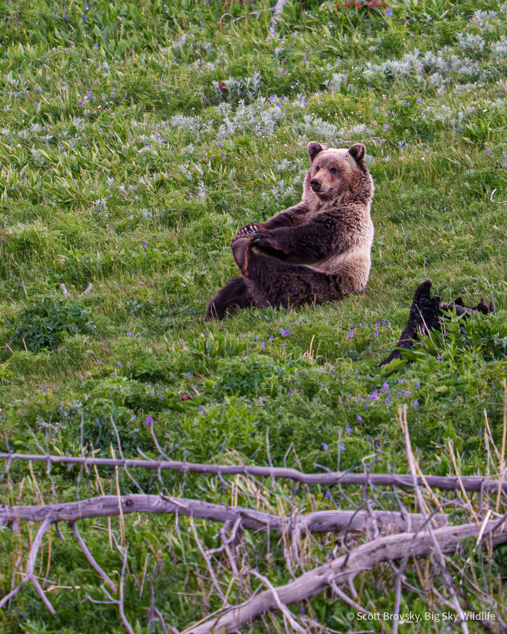 This male grizzly sub adult did some bear yoga after feeding on an elk calf that he killed. From Yellowstone after sunset on June 11th 2026. Photo by Scott Brovsky