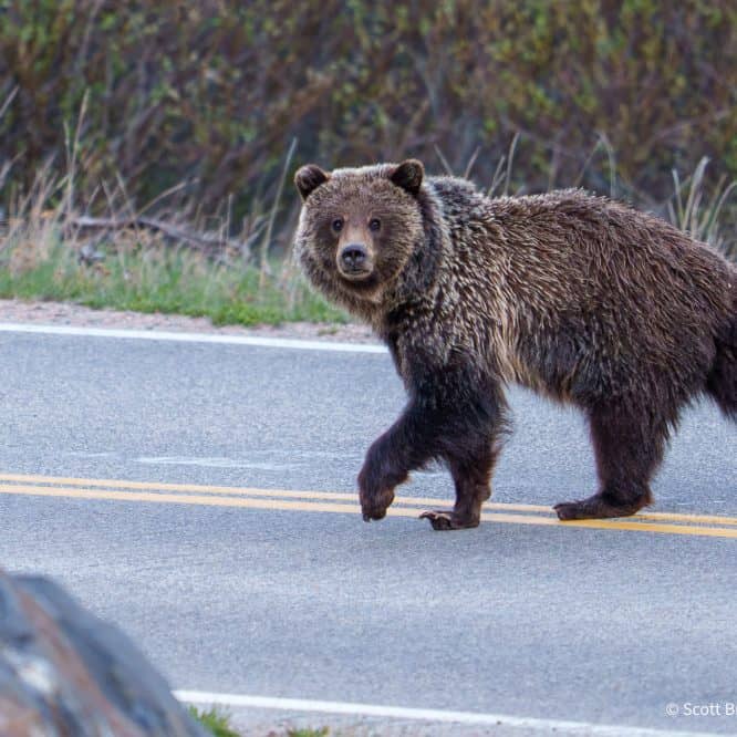 A subadult grizzly crosses the Beartooth Highway at dusk. From June 5th, 2026.