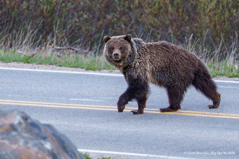 A subadult grizzly crosses the Beartooth Highway at dusk. From June 5th, 2026.