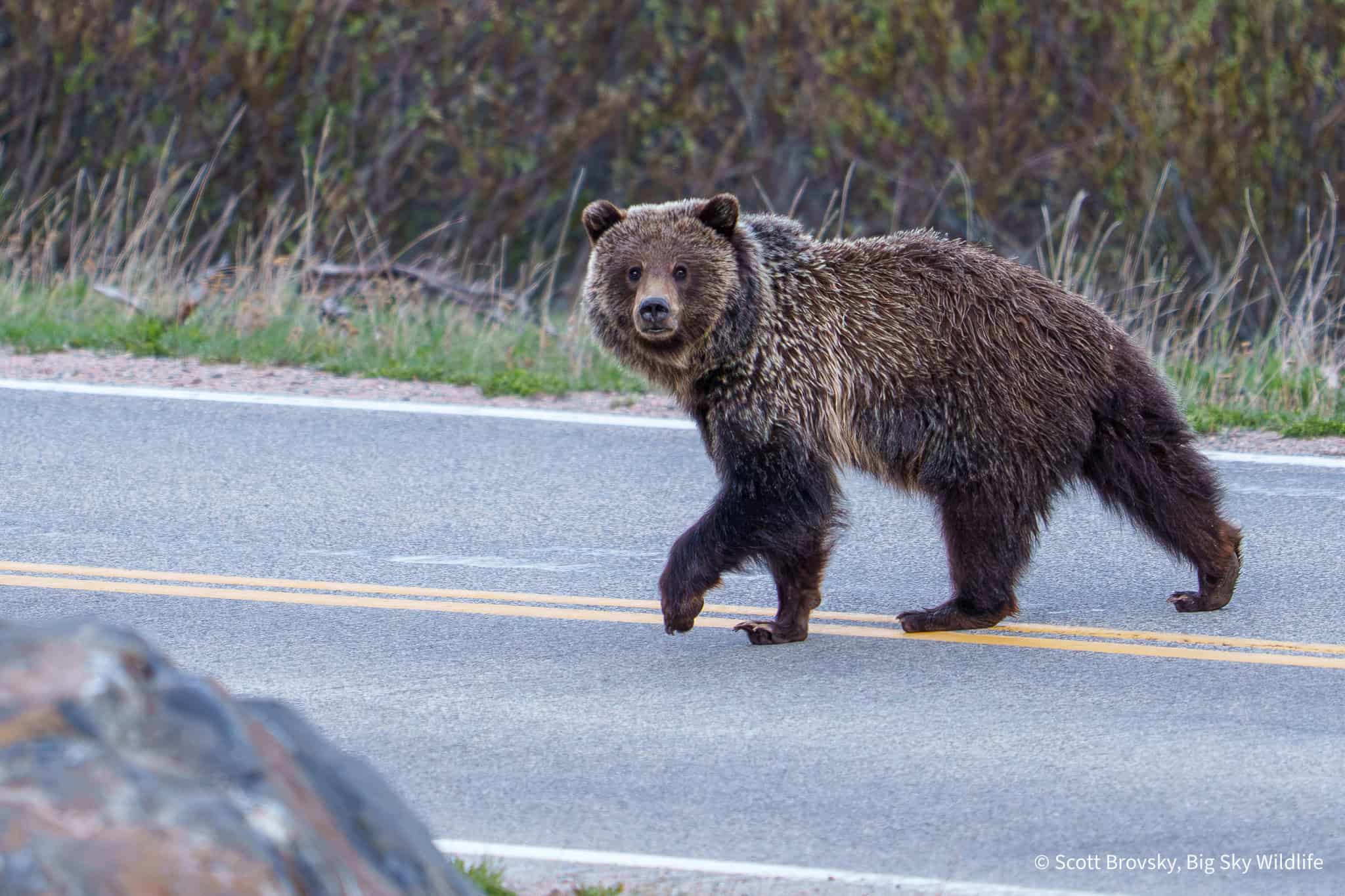 A subadult grizzly crosses the Beartooth Highway at dusk. From June 5th, 2026.