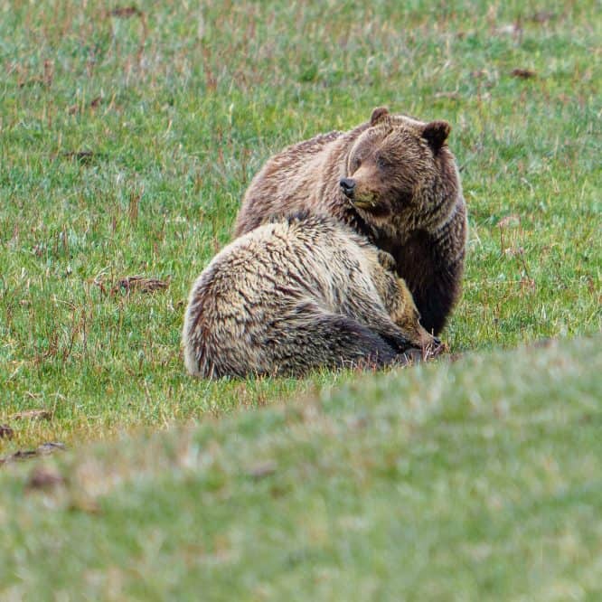 The grizzly mom known as the Middle ridge sow pauses in her grass eating to check on her 2 year old blonde cub who is taking a nap. From May 9th 2026 in the Northern Range of Yellowstone.