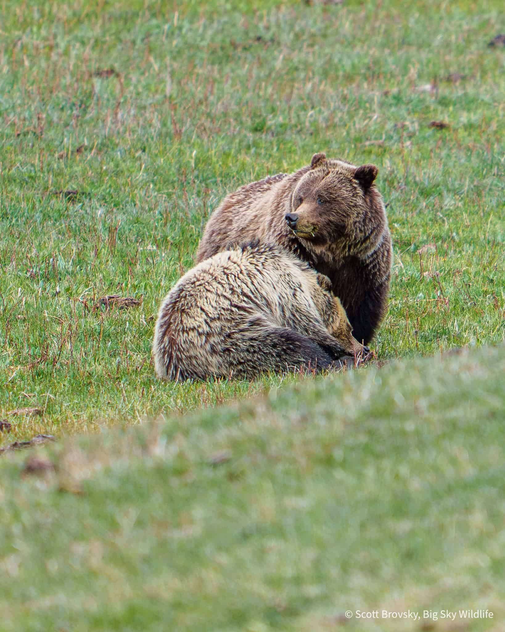 The grizzly mom known as the Middle ridge sow pauses in her grass eating to check on her 2 year old blonde cub who is taking a nap. From May 9th 2026 in the Northern Range of Yellowstone.