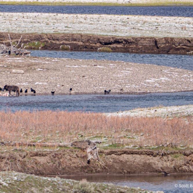 Layers of color and activity in the Spring in Yellowstone with two Junction Butte wolf yearlings and ravens feeding on a bison carcass on the banks of a creek. From April 24th 2026 in Yellowstone.