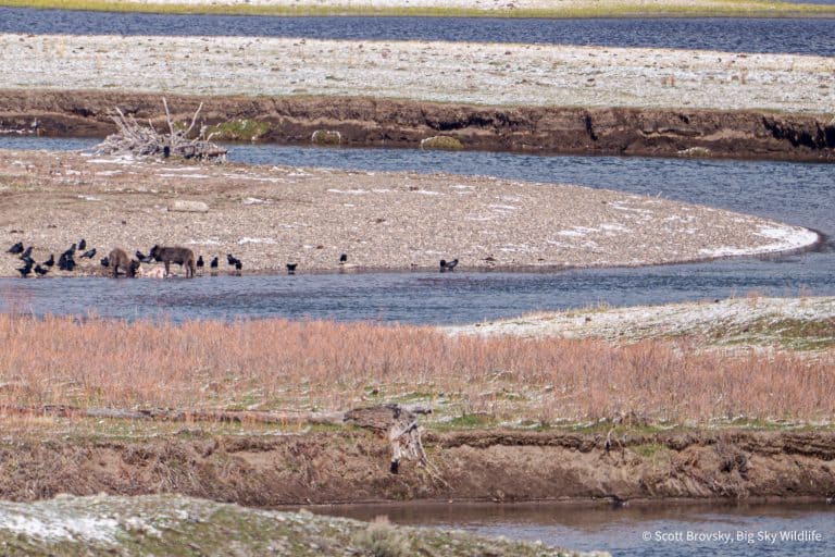 Layers of color and activity in the Spring in Yellowstone with two Junction Butte wolf yearlings and ravens feeding on a bison carcass on the banks of a creek. From April 24th 2026 in Yellowstone.