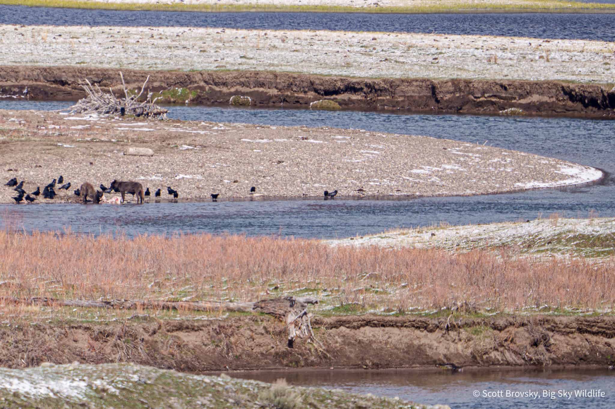 Layers of color and activity in the Spring in Yellowstone with two Junction Butte wolf yearlings and ravens feeding on a bison carcass on the banks of a creek. From April 24th 2026 in Yellowstone.