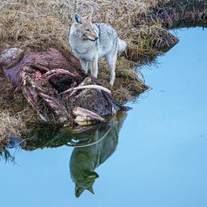 Reflection of a Yellowstone coyote. A coyote pauses eating a winter kill bison carcass to look around. From March 24, 2026.