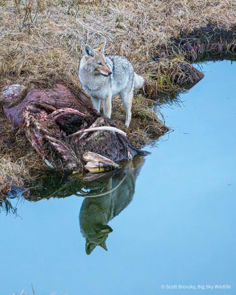 Reflection of a Yellowstone coyote. A coyote pauses eating a winter kill bison carcass to look around. From March 24, 2026.