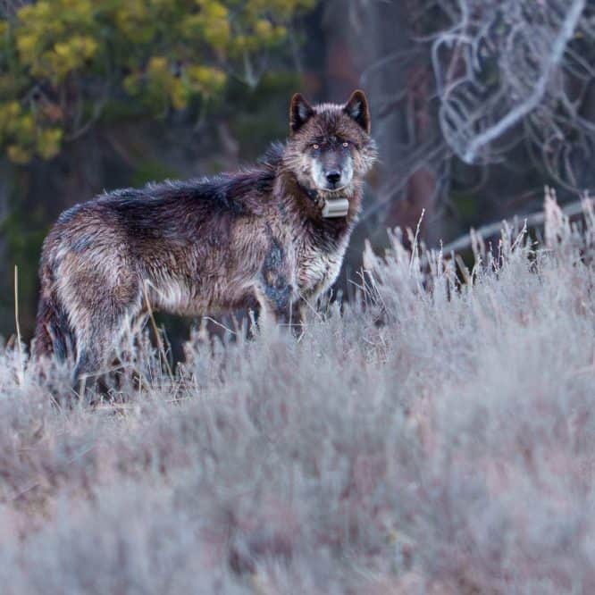 The bright yellow eyes of an adult wolf from the Wapiti pack at dusk in Yellowstone. From May 3rd, 2026. Photo by Scott Brovsky