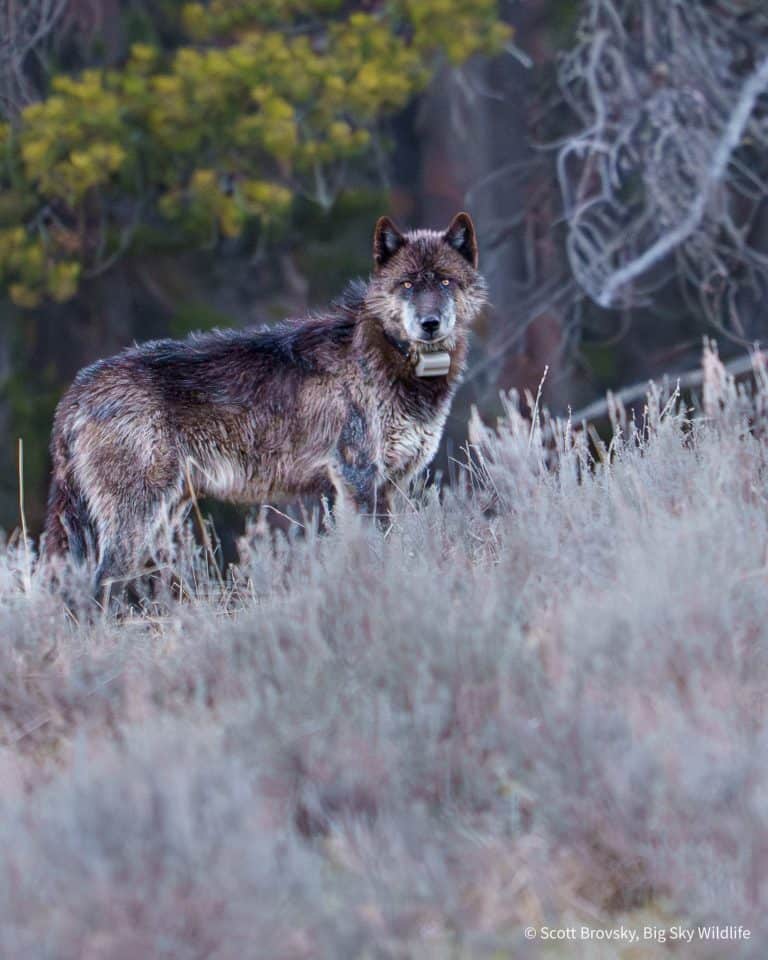 The bright yellow eyes of an adult wolf from the Wapiti pack at dusk in Yellowstone. From May 3rd, 2026. Photo by Scott Brovsky