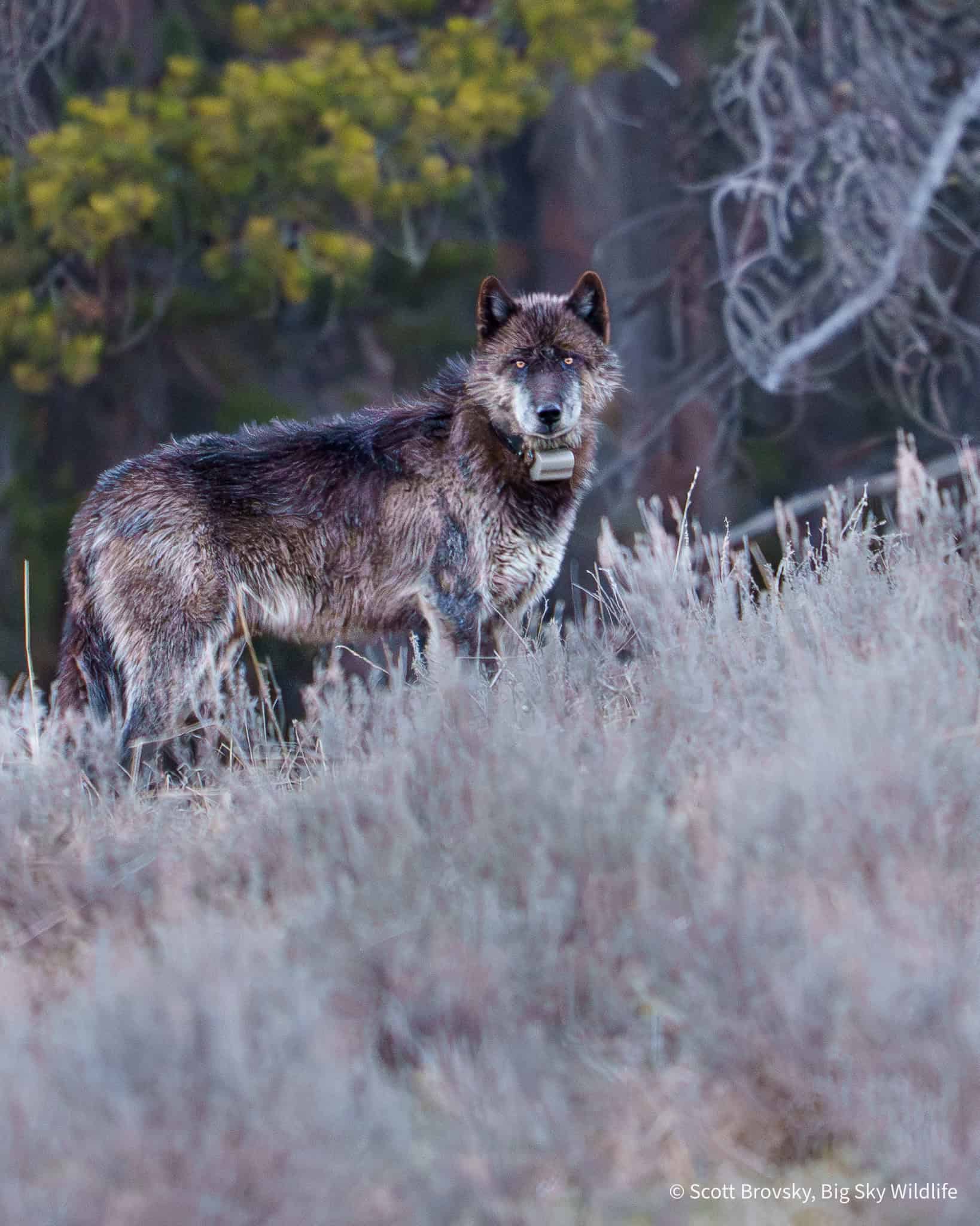 The bright yellow eyes of an adult wolf from the Wapiti pack at dusk in Yellowstone. From May 3rd, 2026. Photo by Scott Brovsky