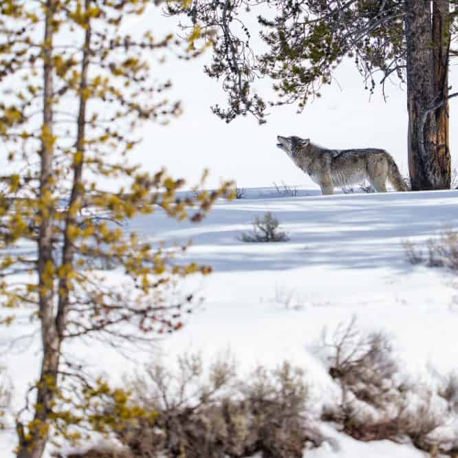 These hot July days here in Yellowstone have me thinking back to watching this Wapati wolf howl for her pack on a Snowcoach trip in February this year.