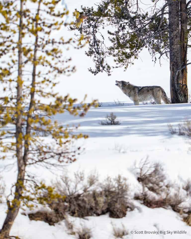These hot July days here in Yellowstone have me thinking back to watching this Wapati wolf howl for her pack on a Snowcoach trip in February this year.