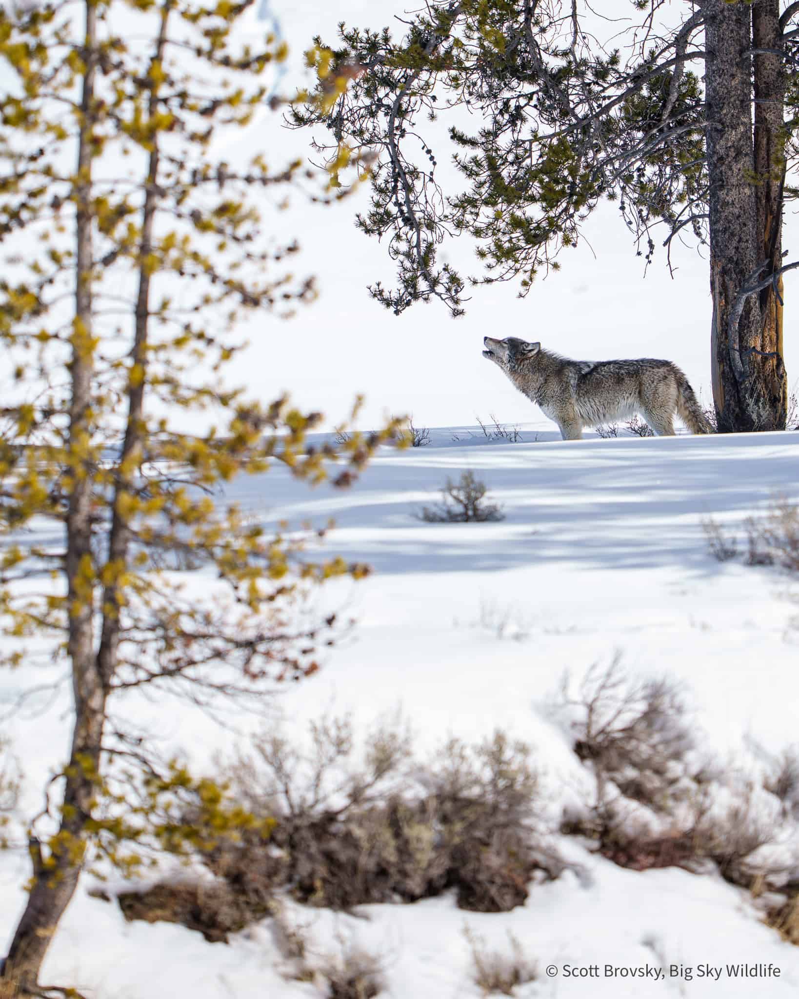 These hot July days here in Yellowstone have me thinking back to watching this Wapati wolf howl for her pack on a Snowcoach trip in February this year.
