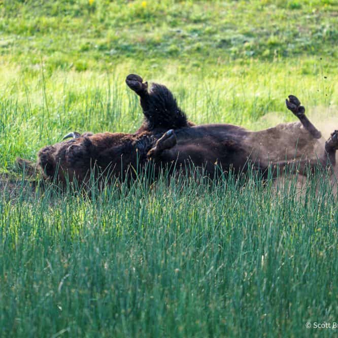 A bison bull takes a break from the rut to roll in a dry bison wallow in Yellowstone. From July 25th 2026.