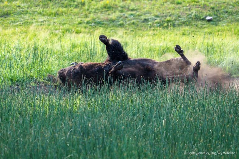 A bison bull takes a break from the rut to roll in a dry bison wallow in Yellowstone. From July 25th 2026.