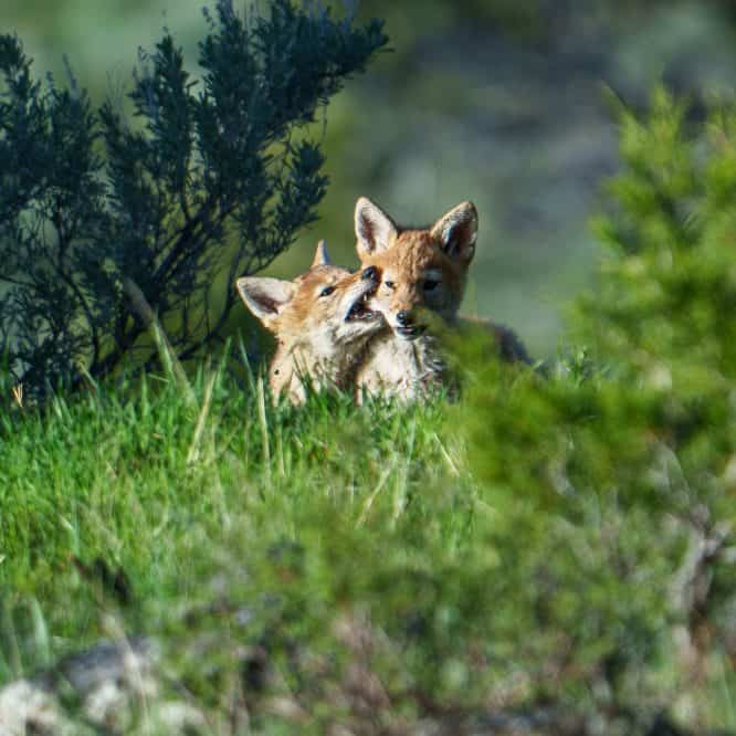 Siblings Coyote pups bite each other then rest on each other at sunset in Yellowstone in May.