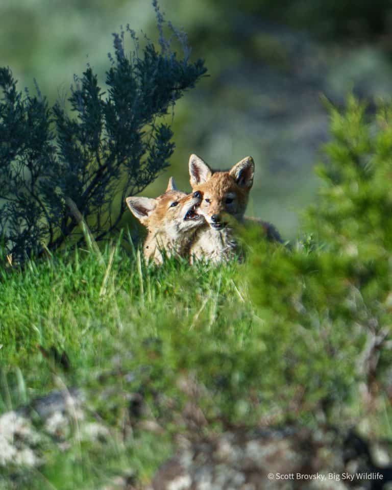Siblings Coyote pups bite each other then rest on each other at sunset in Yellowstone in May.