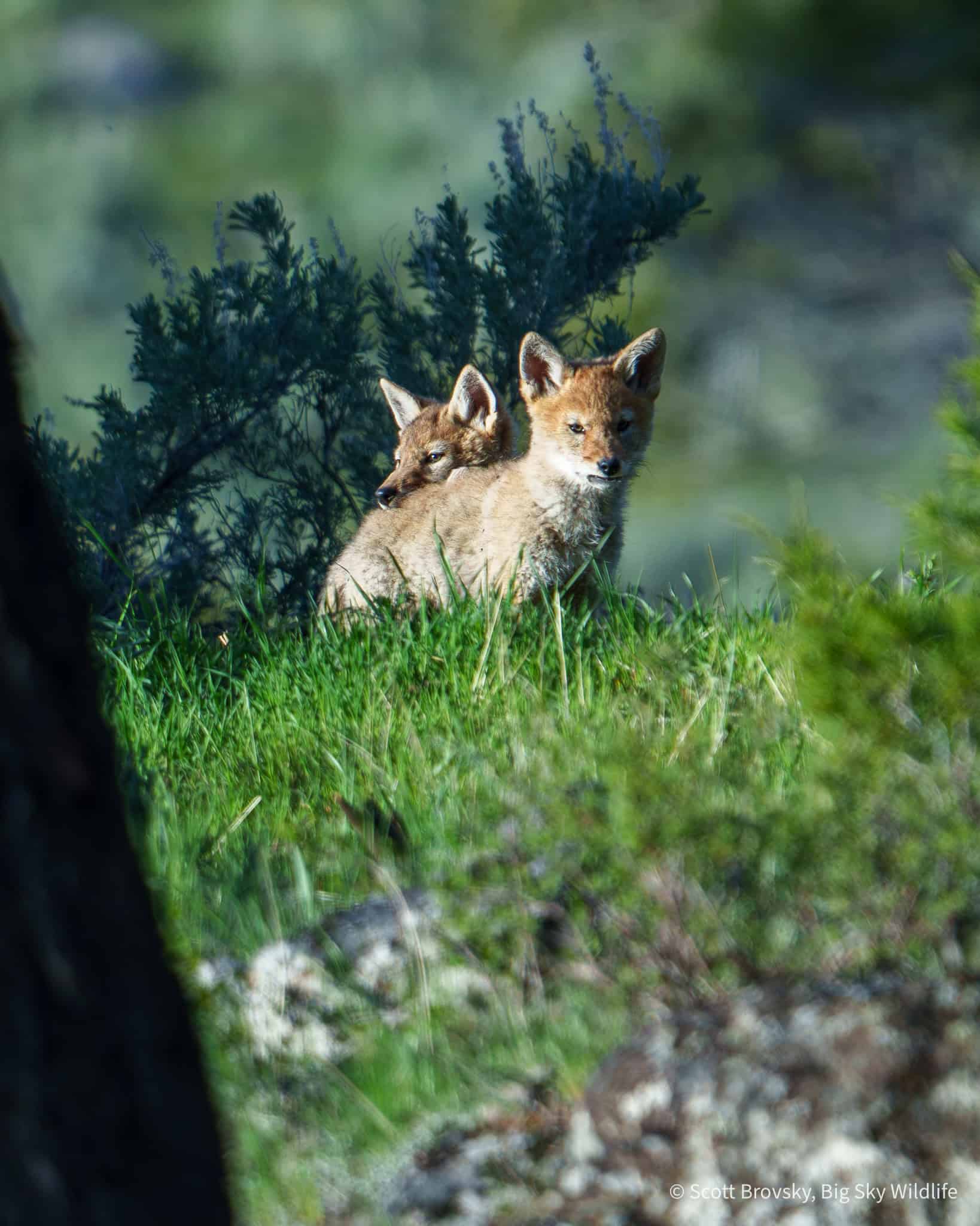 Siblings Coyote pups bite each other then rest on each other at sunset in Yellowstone in May.