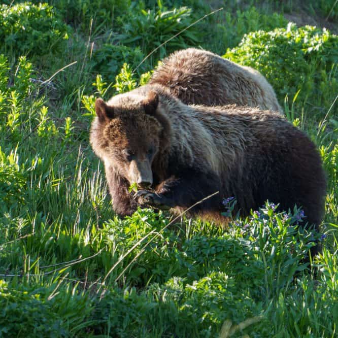 Cool to watch this grizzly sub adult delicately eat this plant that she dug up off of the back of her paw. From the Beartooth Mountains in June.